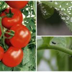 Witte of zwarte vliegen op tomaten