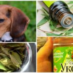 Upotreba narodnih lijekova za pse