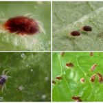 Spider mite và ấu trùng của nó