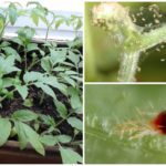 Spider mite på seedlings