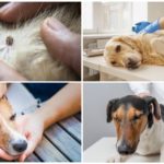 Behandling av hunder for piroplasmosis