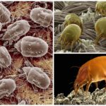 Dust mites