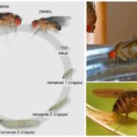 Ciclo de vida de la mosca