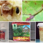 Kemiske metoder til destruktion af larver
