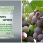 A szőlőből származó darázsból származó bórsav