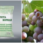 Borna kiselina iz ose u vinogradu