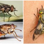 Hæmatofagiske fluer