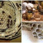 Wasp nest in the garage