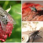 Housefly