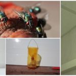 Mekaniska metoder för att bekämpa insekter