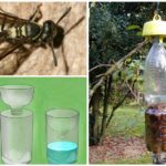 Wasp felle fra plastflaske