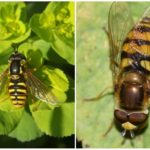 Flyga hoverfly