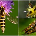 Flies hoverfly