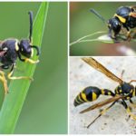 Single wasp