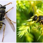 Wasp vanligt