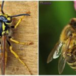Bee og hvepe