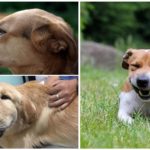 Wasp stings on a dog