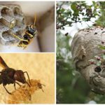 Wasp nest on the plot