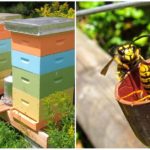Darázsok a méhészetben
