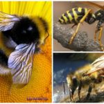 Bij, hommel en wesp