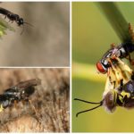 Benefits of wasps