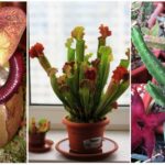 Tumbuhan pemangsa: nepentes, sarracenia dan stapelia