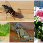 Planter for skremmende fluer i leiligheten