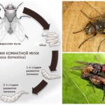 Breeding houseflies