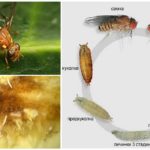 Utviklingen syklus av melon fly