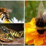 Bee, humle og hvepe