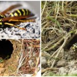 Earthen Wasps