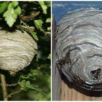 Foresta Wasp Nest