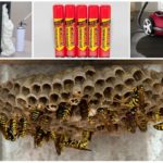 Ways to fight wasps