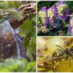 Bolsas de avispas para uvas.