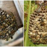 Wasp nest