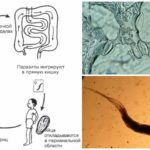 Utviklingssyklusen til parasitten