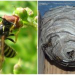 Wasps trong nước