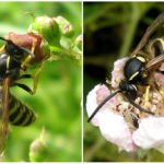 Alimentazione della Wasp della foresta