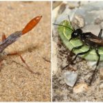 Ammophile Digging Wasp