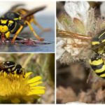 Vegetarisk Wasp Nutrition