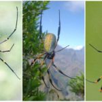 Store tre orb-web edderkopper
