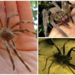 Brasiliansk vandrende edderkop