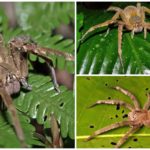 Brasiliansk vandrende edderkopp
