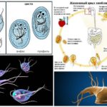 Κύκλος Ζωής Giardia