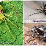 De vakreste edderkoppene i verden