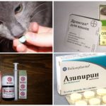 Behandling av ascariasis hos katter