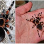 Meksikansk edderkopp tarantula