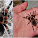 Mexicansk edderkop tarantula