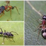 Especies de araña caballo Myrmarachne plataleoides