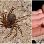 Brown hermit spider